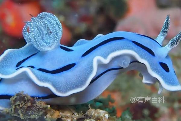 了解海蛞蝓：深海生物身体柔软特征