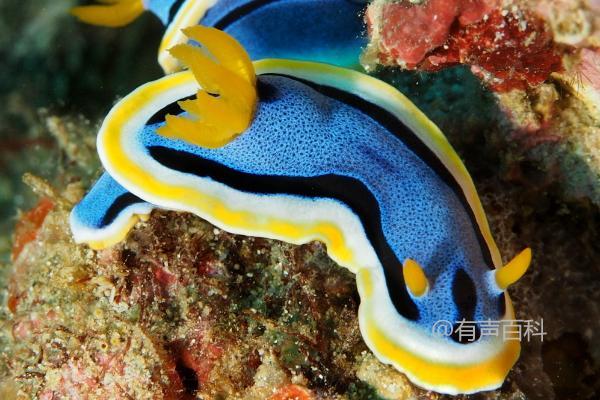 了解海蛞蝓：深海生物身体柔软特征