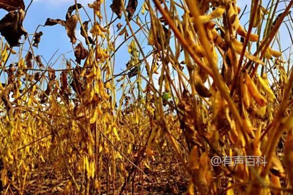 豆类种子种植密度与特性特征分析