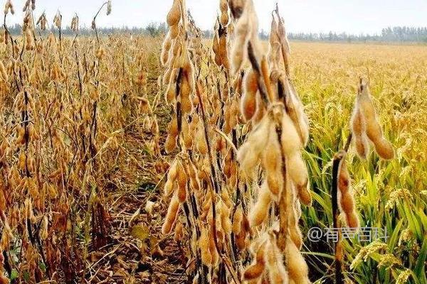 豆类种子种植密度与特性特征分析