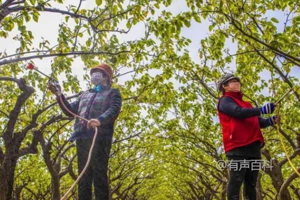 果树使用植物生长调节剂的注意事项及种类选择指南