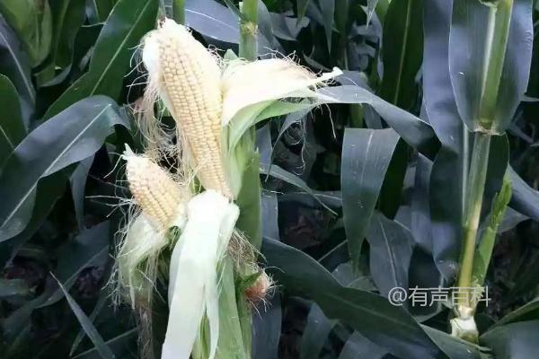 玉米秆秆尖缺粒产生原因，与品种、土壤、营养等因素有关