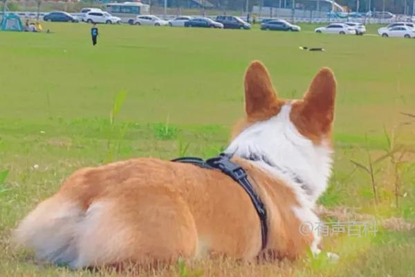 犬的分类及体型特征：超大型犬、大型犬、中型犬、小型犬