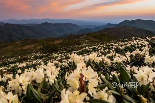 牛皮杜鹃的种植要点及高温季节的浇水方法