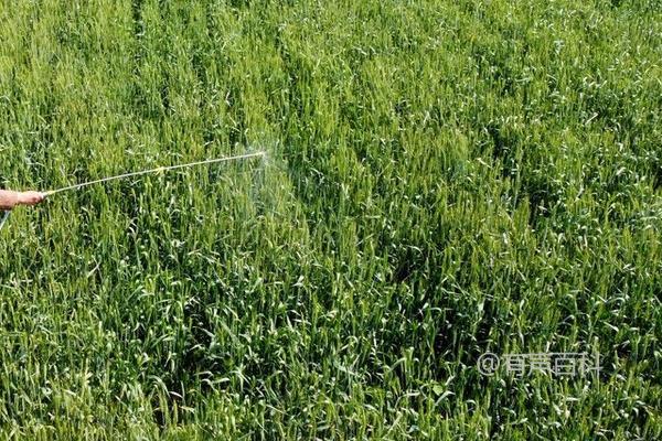 代森锌的用途及防治范围：保护性有机硫类药剂