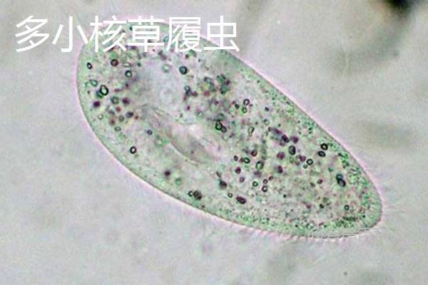 草履虫的种类及形态特征介绍