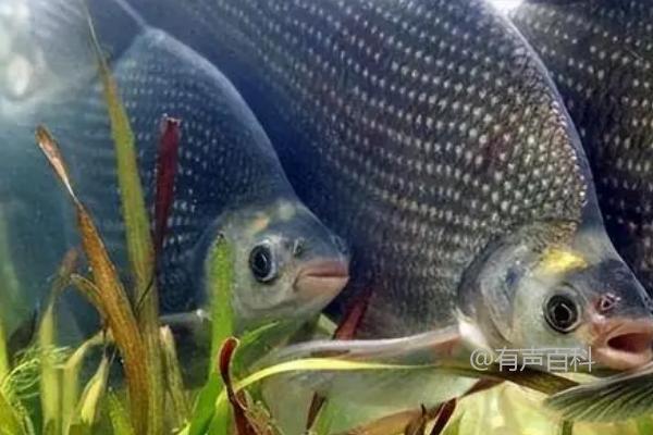 鲂鱼和鳊鱼区别分析，外貌相似但非同一物种