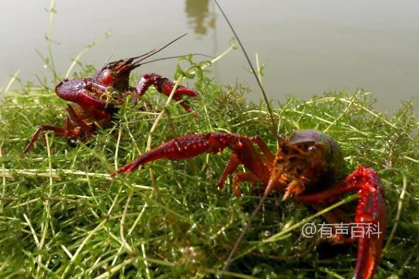 小龙虾大量死亡原因及不同表现