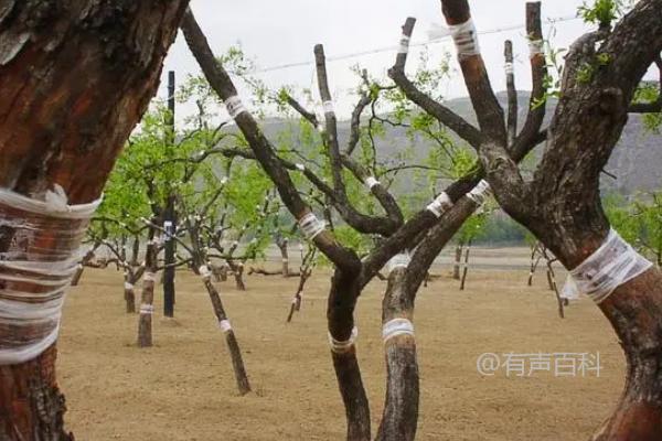 # 枣树嫁接最佳时间，树液流动期延续至6月初适宜