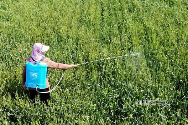 磷酸二氢钾的使用注意事项及与氮素化肥、微肥及农药混合施用