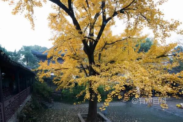 家门口为什么不适合种植银杏树