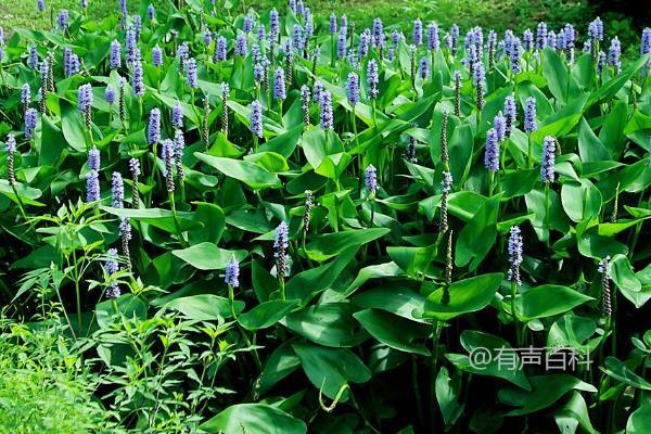 再力花和梭鱼草的区别，外貌相似但各有特点