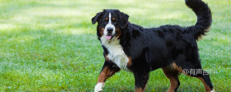 伯恩山犬的智商和性格特征分析