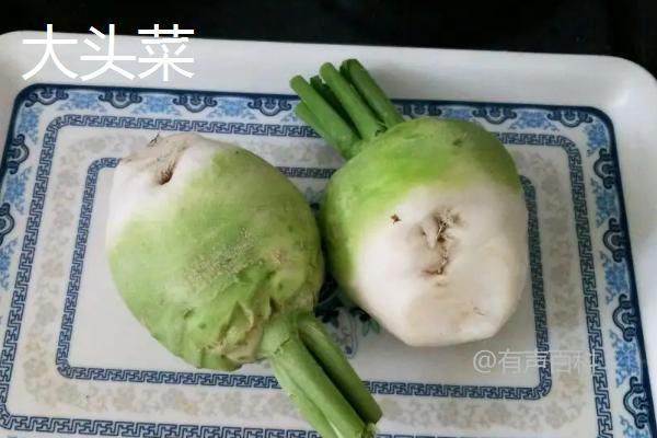 大头菜与甘蓝有什么区别？