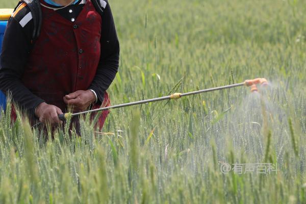 小麦冬前除草最佳时间：11月上中旬指南