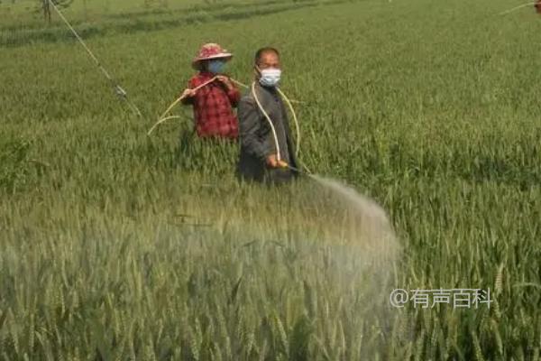 小麦冬前除草最佳时间：11月上中旬指南