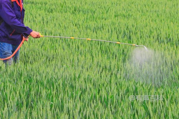 小麦冬前除草最佳时间：11月上中旬指南