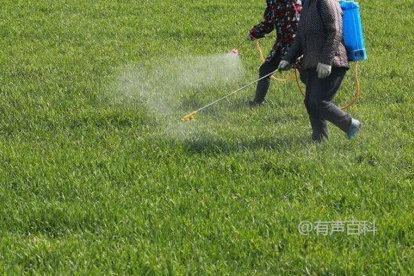 小麦冬前除草最佳时间：11月上中旬指南