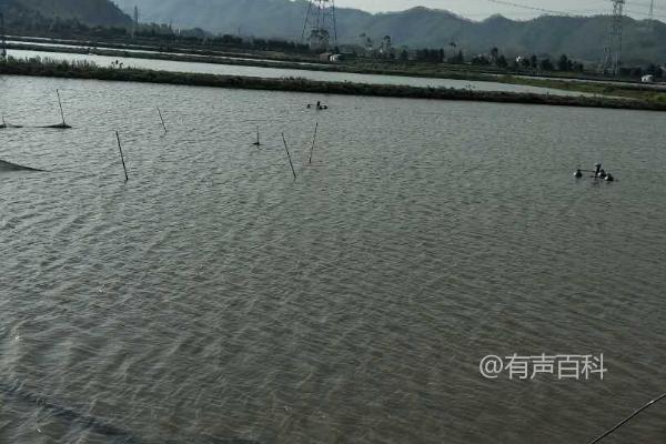 淡水鲈鱼养殖方法，合理定时给池塘打氧