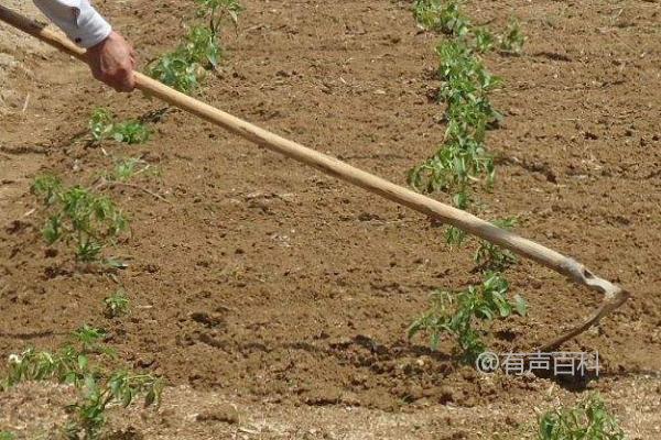 工业辣椒种植和管理技巧详解