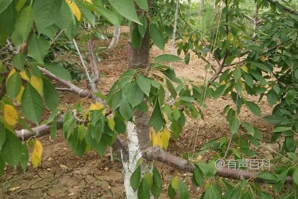 樱桃黄叶原因及症状详解