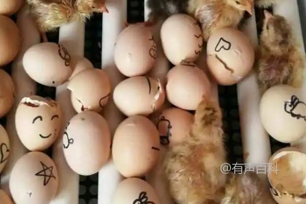 "孵化小鸡需要多少瓦的灯泡？使用15瓦的白炽灯可以吗？"