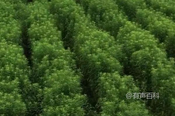 地参种植方法及种植管理关键要点