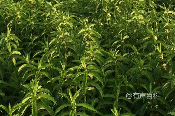 地参种植方法及种植管理关键要点