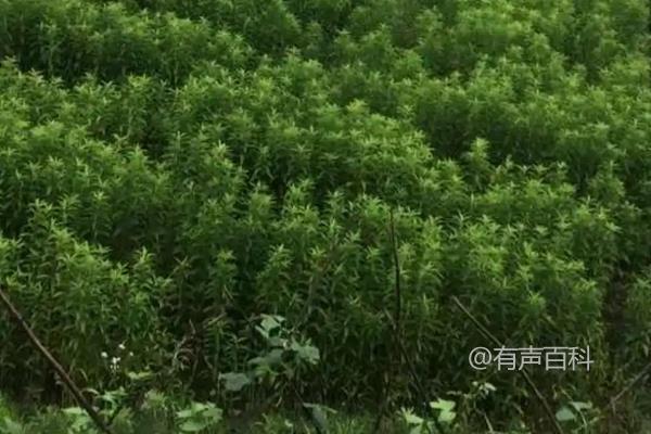 地参种植方法及种植管理关键要点