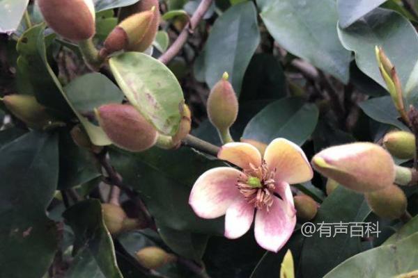 含笑花移植指南：春季土球移植方法