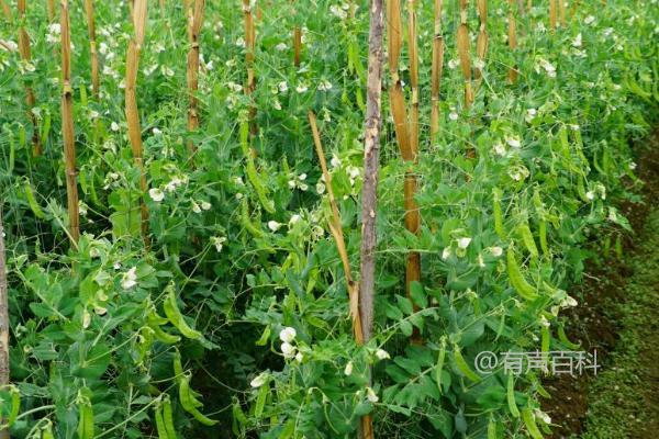 种植荷兰豆的方法和生长周期 - 如何正确保持土壤湿润