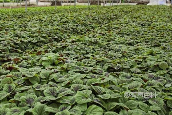 夏季蔬菜栽培技巧：清沟排涝、适时灌水、科学追肥，帮助蔬菜健康生长