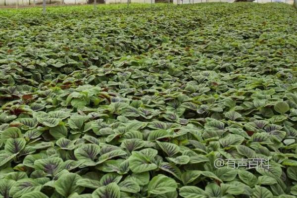 夏季蔬菜栽培技巧：清沟排涝、适时灌水、科学追肥，帮助蔬菜健康生长