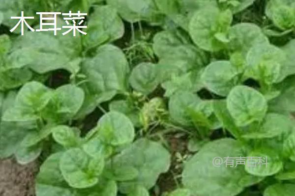 夏季蔬菜栽培技巧：清沟排涝、适时灌水、科学追肥，帮助蔬菜健康生长