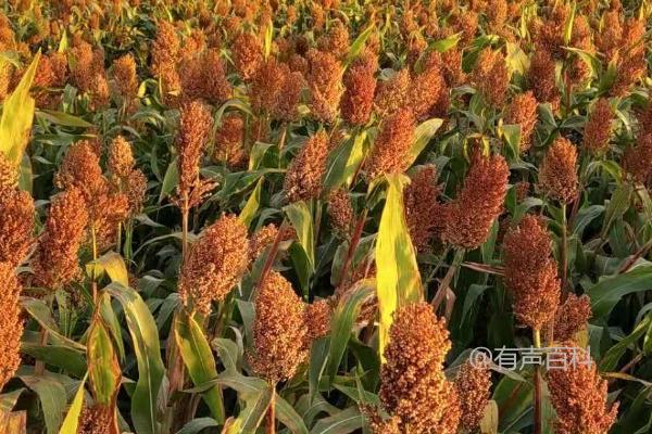 高粱种植时间及播种季节选择：适宜3-6月份进行种植