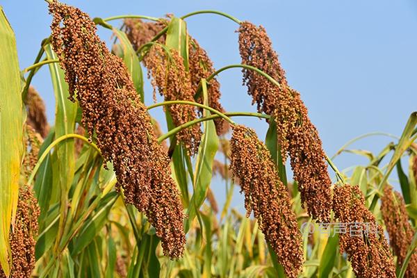 高粱重茬种植要注意的事项及病虫害防治方法