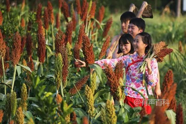 高粱重茬种植要注意的事项及病虫害防治方法