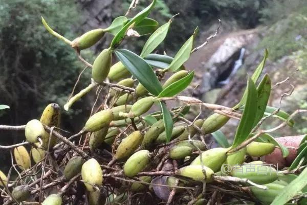 如何种植新鲜石榴麝香果？种植方法分享