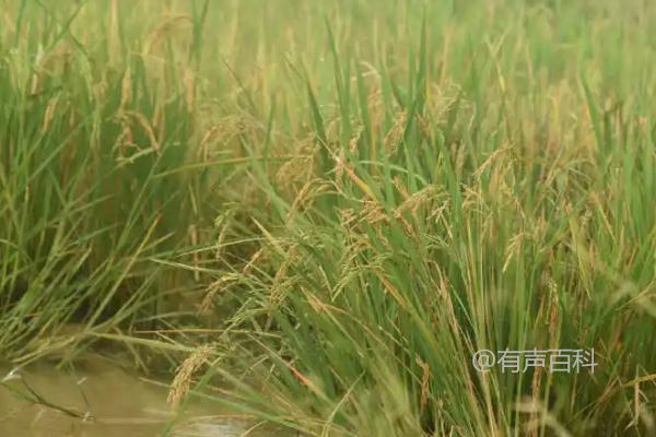 深香优1127水稻种种植方法，每亩插秧基本数量为18万以上