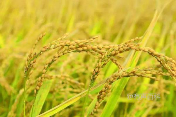 深香优1127水稻种种植方法，每亩插秧基本数量为18万以上