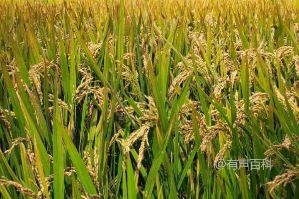 深香优1127水稻种种植方法，每亩插秧基本数量为18万以上