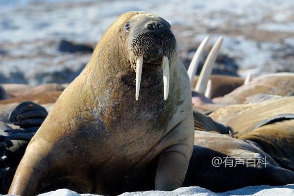 海象的食物、生活和繁殖习性介绍