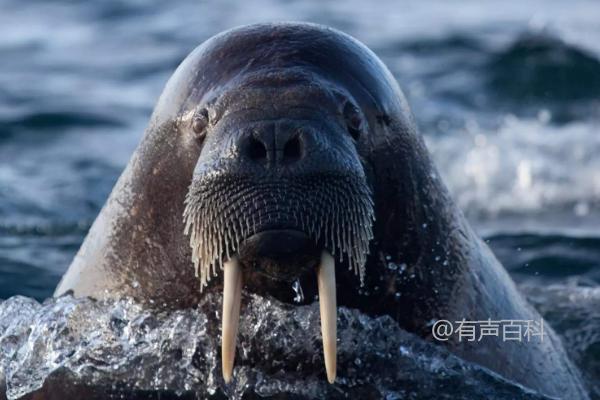 海象的食物、生活和繁殖习性介绍