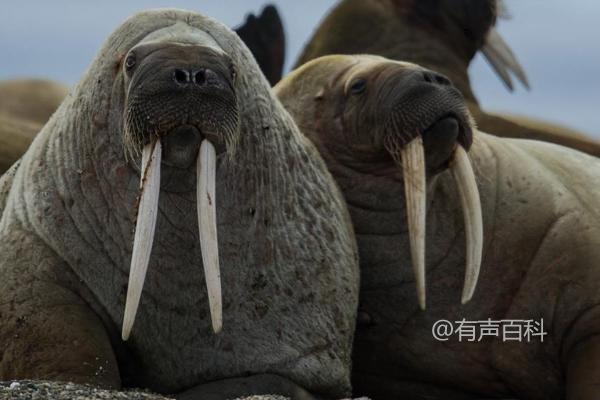 海象的食物、生活和繁殖习性介绍