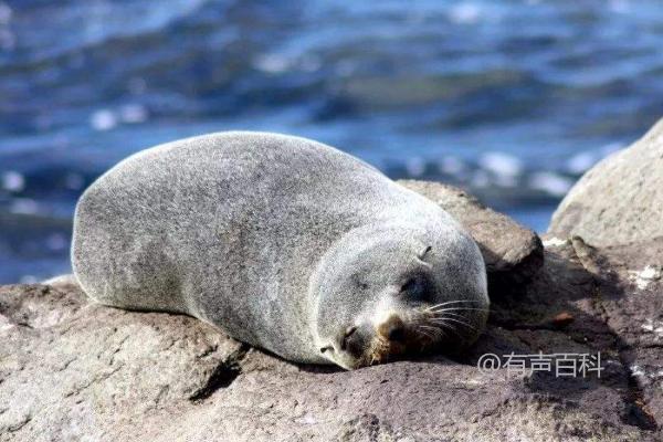 海象的食物、生活和繁殖习性介绍