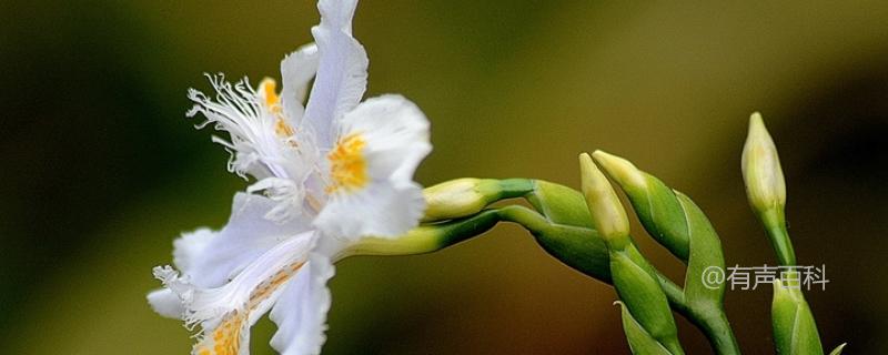 菖蒲花和鸢尾花有何区别？简要介绍这两种花的