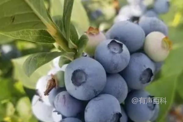 绿宝石蓝莓的优缺点及特点