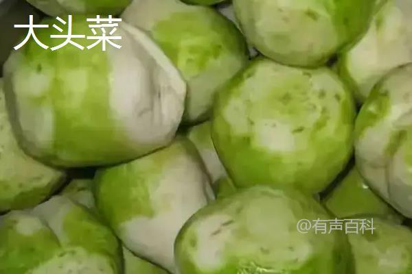 大头菜是甘蓝的一种吗？