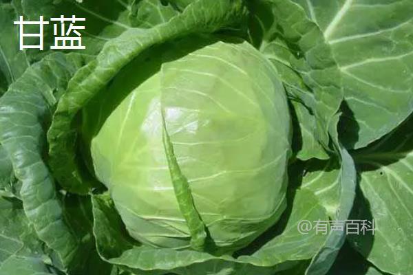 大头菜是甘蓝的一种吗？