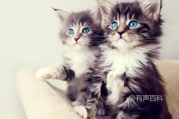 为什么高冷的猫咪突然变得粘人？可能是出现了健康问题